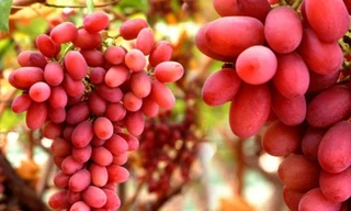 Ảnh minh họa: Internet