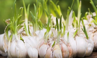 Ảnh minh hoạ: Internet