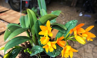 Ảnh minh hoạ: Internet