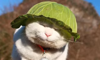 Những khoảnh khắc đáng yêu của động vật