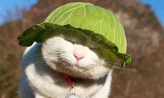 Những khoảnh khắc đáng yêu của động vật