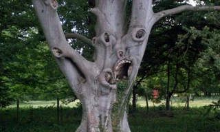 Cây sồi có bộ mặt khóc thét