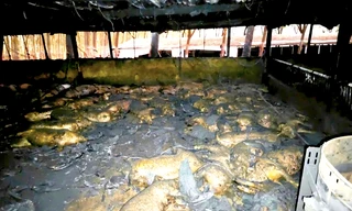 Cháy trang trại làm 1.600 con heo bị chết, thiệt hại hàng tỷ đồng