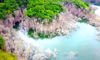 Lãnh đạo tỉnh Kon Tum chỉ đạo xử lý vụ thủy điện tích nước làm chết 25 ha rừng