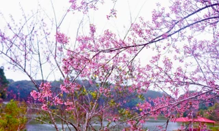 Hoa mai anh đào nhuộm đỏ thị trấn Măng Đen