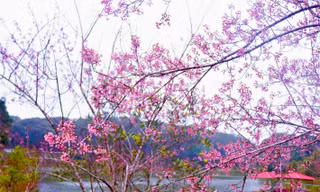 Hoa mai anh đào nhuộm đỏ thị trấn Măng Đen