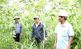 Hơn 31 héc-ta rừng keo lai đột ngột chết do nấm?