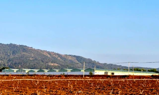 Lấy 6 mẫu xét nghiệm dịch tả lợn châu Phi tại Cty cổ phần Chăn nuôi Gia Lai 