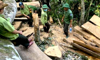 Hai đối tượng cưa 13 thân gỗ trong rừng phòng hộ