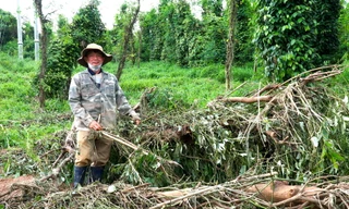 Xót xa cảnh hoa màu bị cuốn trôi do vỡ đập thủy điện