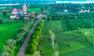 Hơn 1.000 vận động viên chạy dưới hàng thông cổ thụ