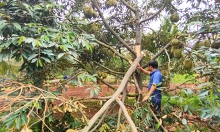 Xót xa cảnh sầu riêng rụng la liệt sau trận mưa lớn kèm gió mạnh ở Gia Lai