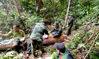 Phát hiện vụ đốn hạ hơn 146m3 gỗ trong rừng sâu ở Kon Tum 