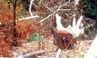 Người đàn ông bị phạt hơn 160 triệu đồng vì phá rừng