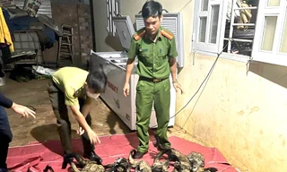 Người phụ nữ trữ 31 cá thể cầy vòi hương trong tủ lạnh 