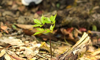 Hơn 12 nghìn củ 'quốc bảo' được cấp chỉ dẫn địa lý