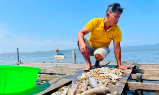 Cá chết trắng sau một đêm ở hồ thủy lợi Ia Mơr