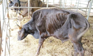 Lại phát hiện dự án cấp gia súc kém chất lượng ở Kon Tum