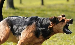 Gia Lai: Người đàn ông tử vong sau khi bị chó lạ cắn