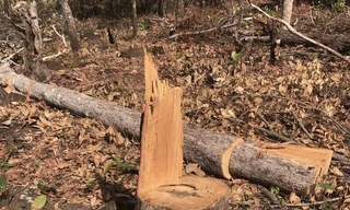 Tỉnh Gia Lai chỉ đạo xử lý nghiêm vụ phá 3.600 m2 rừng 