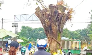 Di dời cây si có hình giống mặt người tới Nhà thờ làng Ea Lũh