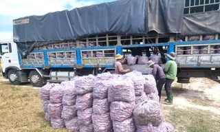 Ký thư mời vận động bán khoai lang: Phó Chủ tịch thị trấn nhận trách nhiệm