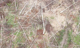 Xót xa cánh rừng ở Gia Lai bị phá trắng 