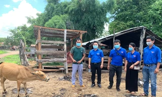 Phó Bí thư Tỉnh đoàn Gia Lai Đỗ Duy Nam (thứ hai từ trái qua) tặng bò giống cho thanh niên nghèo xã Ia Pia, huyện Chư Prông