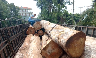 Khởi tố vụ xe tải chở 23 lóng gỗ Kơ nia không rõ nguồn gốc ở Gia Lai
