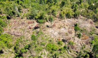 Vụ rừng bị phá sát trụ sở UBND huyện: Tạm dừng khen thưởng Tổng Giám đốc Công ty Cao su Sa Thầy