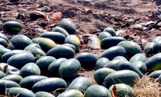 Xót cảnh dưa hấu cho bò ăn, vứt bỏ la liệt