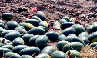 Xót cảnh dưa hấu cho bò ăn, vứt bỏ la liệt