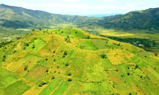 Thổn thức ngắm hoa dã quỳ trên núi lửa Chư Đang Ya 