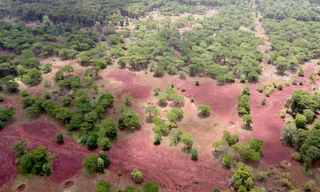 Lý do hàng loạt cây thông bonsai bị mất trộm