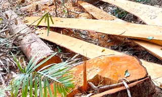 Công an Gia Lai phát hiện 52 thân gỗ bị cưa hạ trái phép