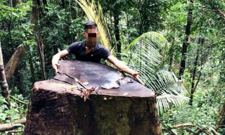 Một vụ phá rừng ở huyện Đắk Glei năm 2017