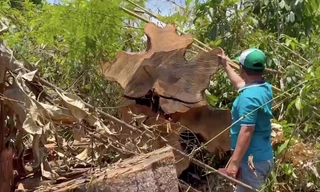 Phá cả cánh rừng, dựng nhà gỗ trái phép sát trụ sở UBND huyện