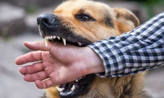 Bị chó cắn vào môi, người đàn ông tử vong do bệnh dại vì không đi tiêm phòng