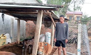 Tín hiệu vui từ dự án cấp hơn 665 con bò ở huyện vùng biên Sa Thầy