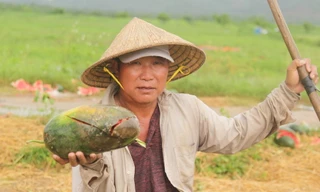 Rơi nước mắt cảnh dưa hấu của nông dân Gia Lai vứt đầy đường
