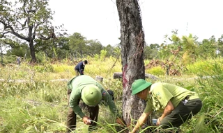 Cục Kiểm lâm vào cuộc vụ hơn 450 thân gỗ bị đốn hạ ở Gia Lai