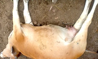 Bò chết hàng loạt ở Gia Lai, nghi do bệnh truyền nhiễm nguy hiểm