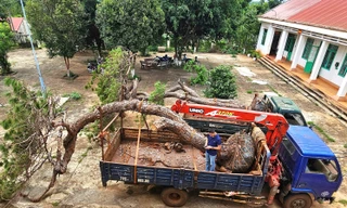 Tạm giữ xe tải chở 2 cây thông bonsai 
