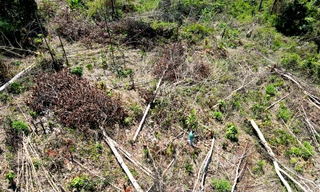 Thường trực Tỉnh uỷ Kon Tum chỉ đạo xử lý nghiêm vụ cả cánh rừng bị phá sát trụ sở huyện