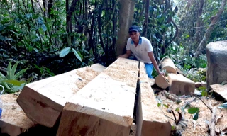 Giám đốc công ty lâm nghiệp bị cảnh cáo vì liên tục để 'mất rừng'