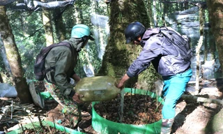 Người Xơ Đăng băng rừng gánh nước tưới cho 'quốc bảo'