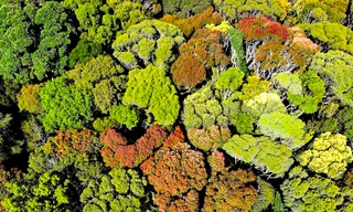 Cánh rừng Măng Đen thay áo, bung nở như 'bắp súp lơ' 