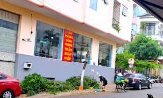 Làm rõ việc cựu giám đốc Sở Tư pháp tỉnh Gia Lai tự ý cắt ngọn cây trên vỉa hè