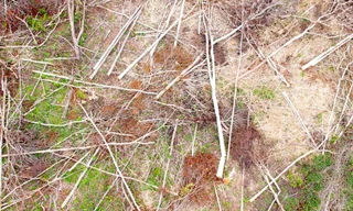 Bắt đối tượng phá trắng 2,5ha rừng ở Gia Lai 