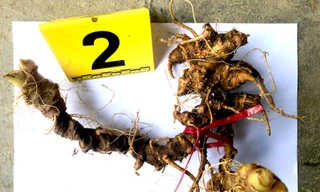 Bắt đối tượng lên núi nhổ trộm sâm Ngọc Linh 'khủng' của dân